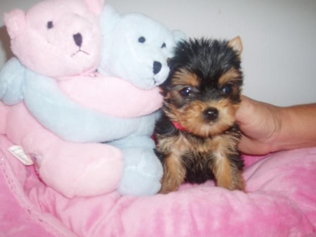 Awesome Little Angeles Need Of A Home(Yorkie Puppi