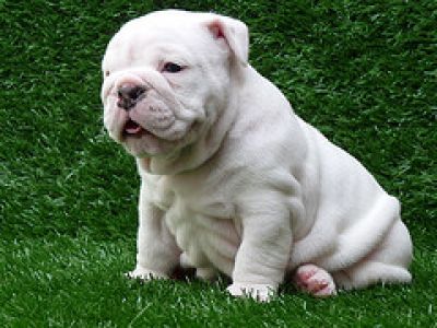 English bulldog puppies for adoption