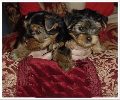 tea cup yorkie puppies for free adoption