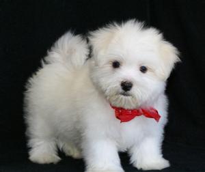 $130 Maltese Puppies available for adoption to new homes