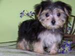 TINY AKC TEA-CUP YORKIE PUPPIES FOR ADOPTION