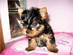 CUTE AND ADORABLE YORKIES PUPPIES