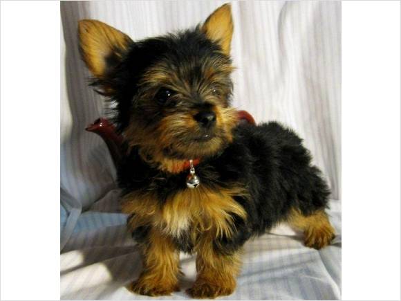 cute and healthy Female yorkie puppy for adoption