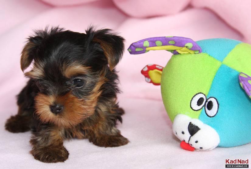 Healthy Teacup Yorkie Puppies For Adoption