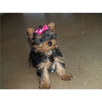 Adorable Male And Female teacup  Yorkie puppies  Puppies Ready For A New Home