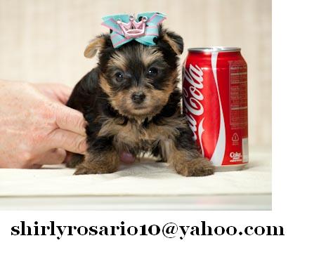 Cute Affectionate Yorkie Puppies Available(bettyluna27@yahoo.com)