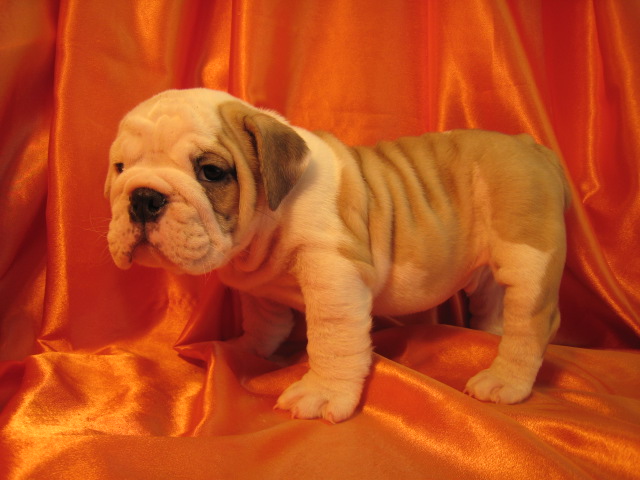 Sweet Lovely and adorable English Bulldog Puppies For Adoption.