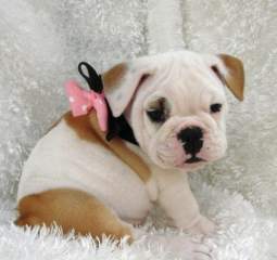 top quality English BullDog puppies for free adoption