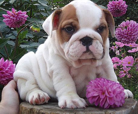 Outstanding AKC registered English Bulldog Puppies