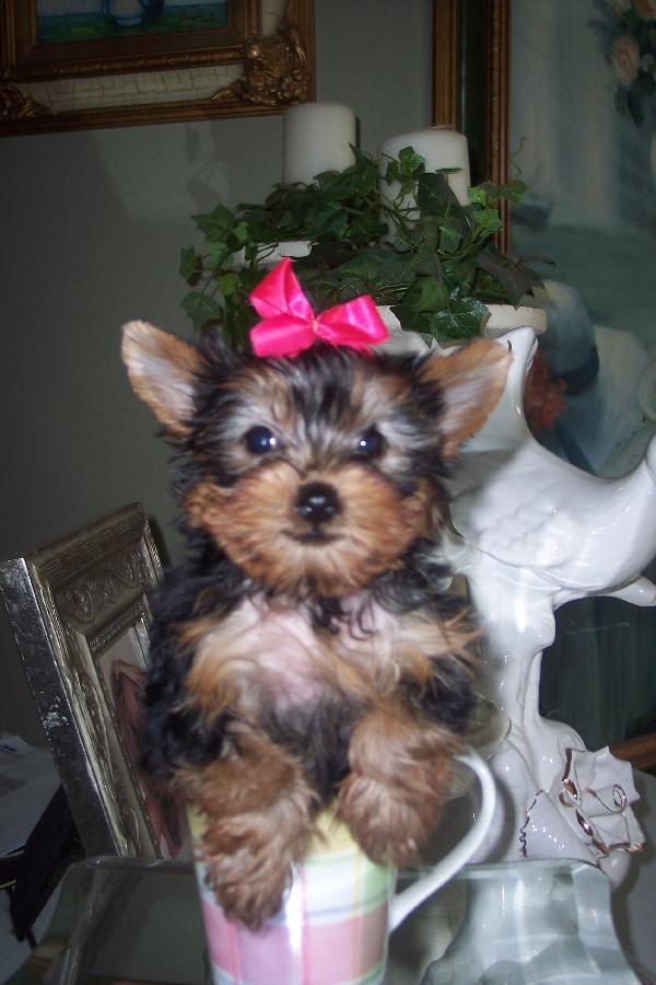 10 weeks old teacup yorkie puppies for adoption