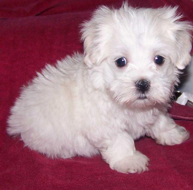 Male And Female maltese  Puppies Ready For A New Home