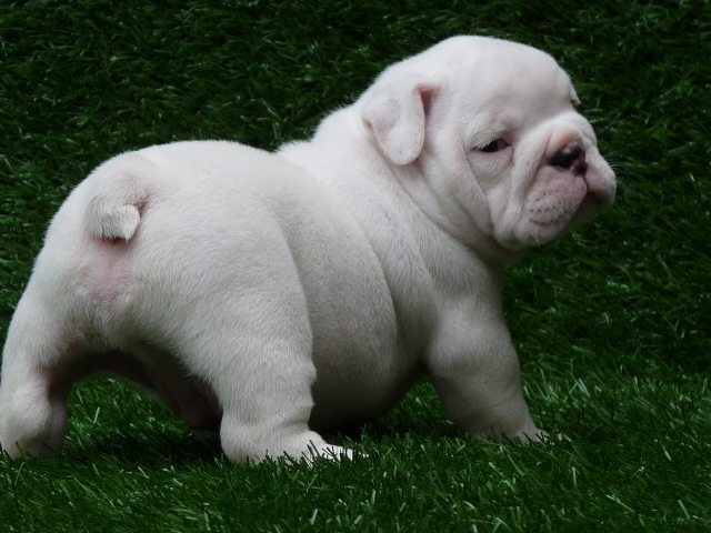 Outstanding Male And Female English Bulldog Puppies For A Home.