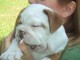 English bulldog puppies  adoption