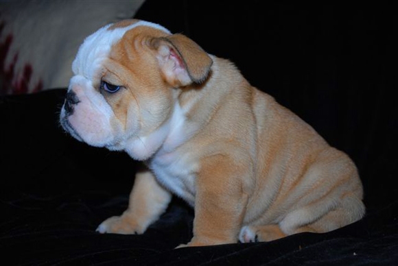 Two Cute English Bulldog Puppies For X-mas