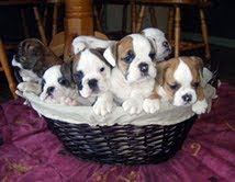 english bulldogs for adoption