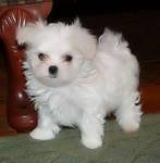 Cute English Maltese Puppies