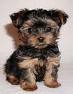 tea-cup yorkie puppy available