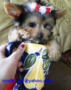 two cute yorkie puppis for adoption