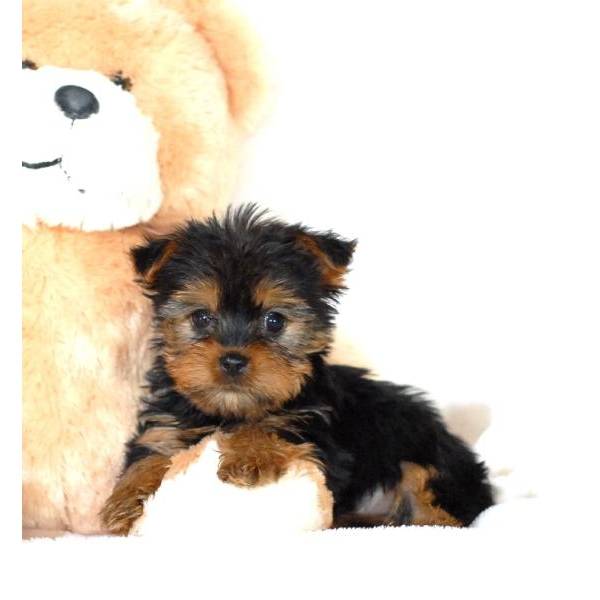 Curt Yorkie puppies for free