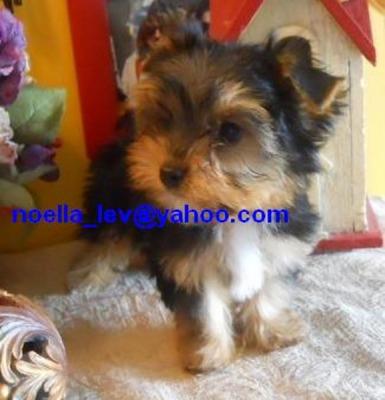 two lovely yorkie puppies for adoption