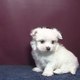 Tea Cup Maltese Puppies For Free Adoption