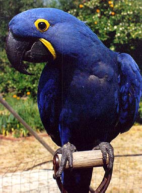 two blue hyacinth macaw