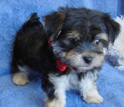 Cute,charming and adorable Yorkie Puppies