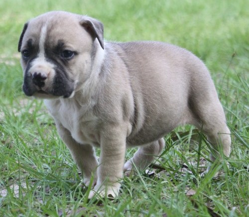 male and female english bulldog puppies for good home