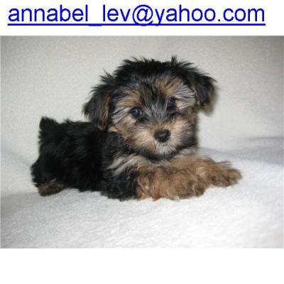 two adorable yorkie puppies for rehoming