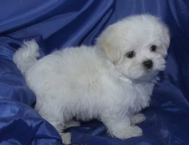 Maltese puppies