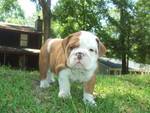 lovely  bulldog puppy for adoption