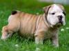 AKC REG English Bulldog Puppies For Adoption