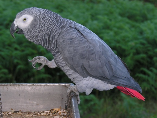 Well Tamed Male And Female African Grey Parrots