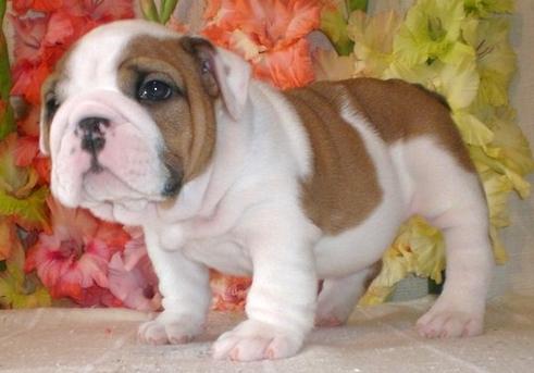 Two English bulldog for Adoption