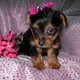 Well Trained And Pure Teacup Yorkie Puppies For Free Adoption