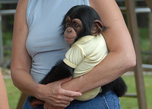 BEAUTIFUL BABY CHIMPANZEE MONKEY FOR ADOPTION