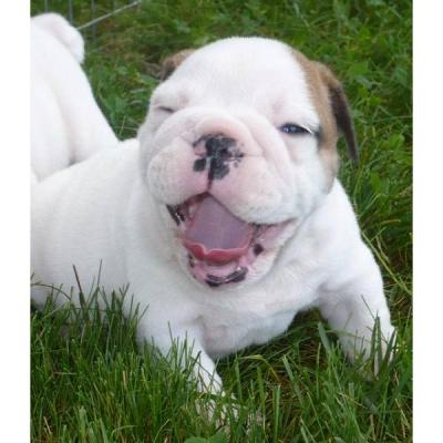 Charming English Bulldog Puppies For Adoption