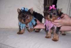 Male and Female Yorkie Puppies Ready For Adoption