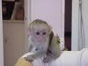 Cute and adorable baby Capuchin Monkeys