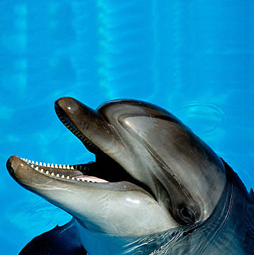 Adorable dolphin body beautiful.