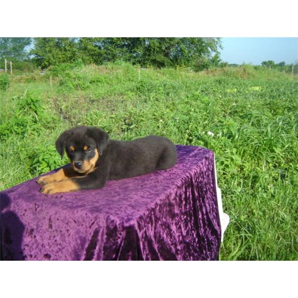 Home trained female Rottweiler pupi for adoption.