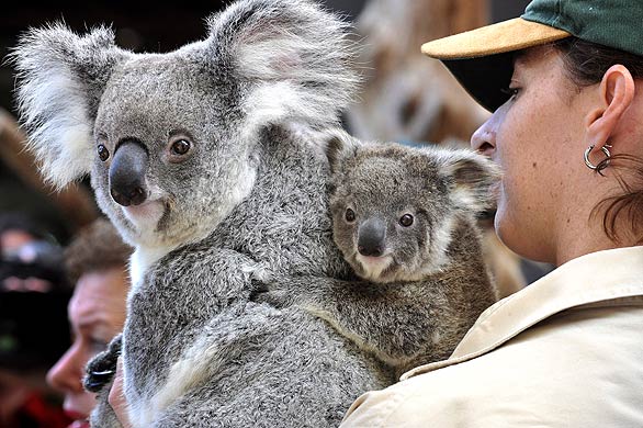 Cute and adorable koala to adopt.