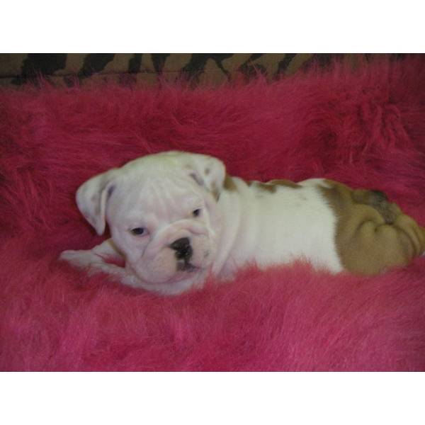 Cute English Bulldog Puppies For Adoption