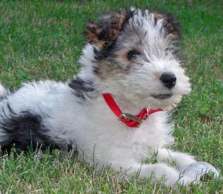 Wonderful Wire Fox Terriers! Excellent temperament with fabulous Champion pedigrees.