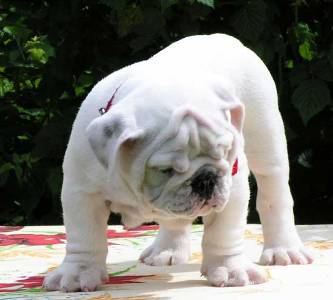 AKC English Bulldogs Puppies Ready