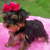 cute yorkie puppies