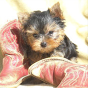 Baby Face Yorkie Puppies For Adoption