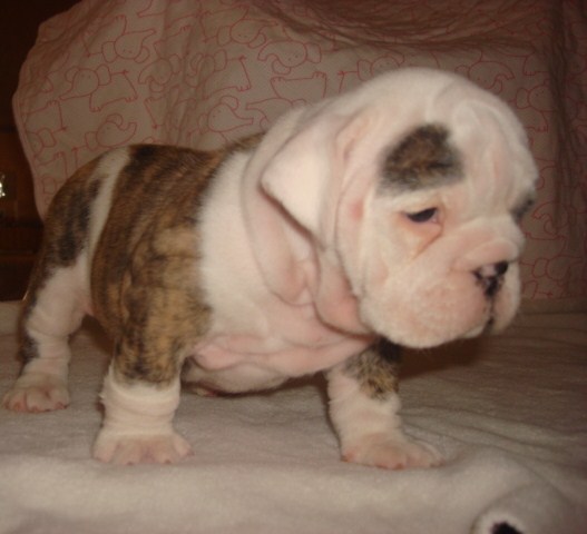 AKC ENGLISH BULLDOGS PUPPIES W/CHAMPION BLOOD LINE