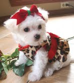 Lovely Maltese puppy for a new home.