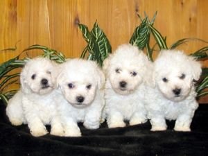 Litter Trained Bichon Puppies - Champion BloodLines